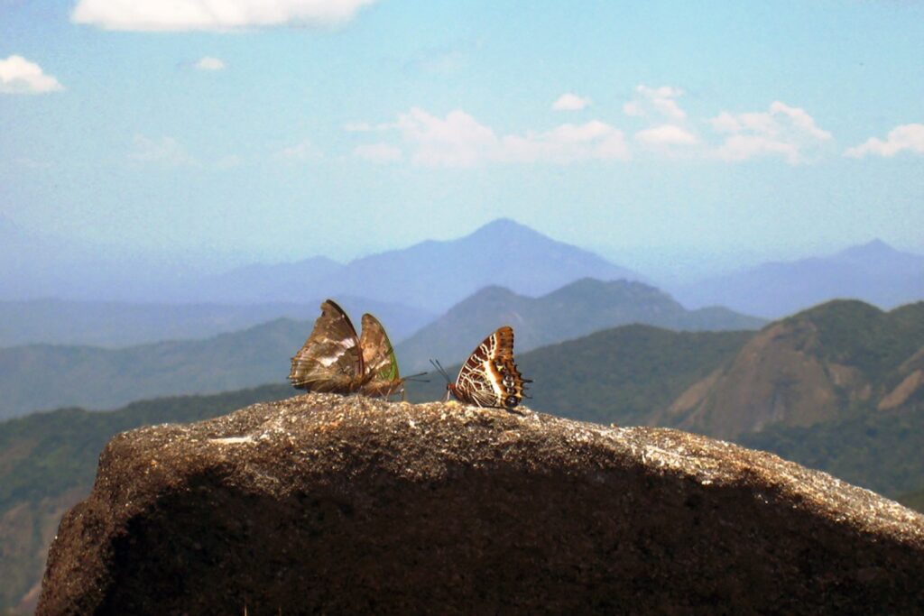 Mabusummitbutterflies_300dpi-2cropped.jpg