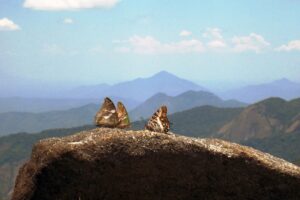 Mabusummitbutterflies_300dpi-2cropped.jpg