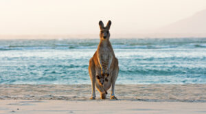 Macropus_giganteus_335059431-2.jpg