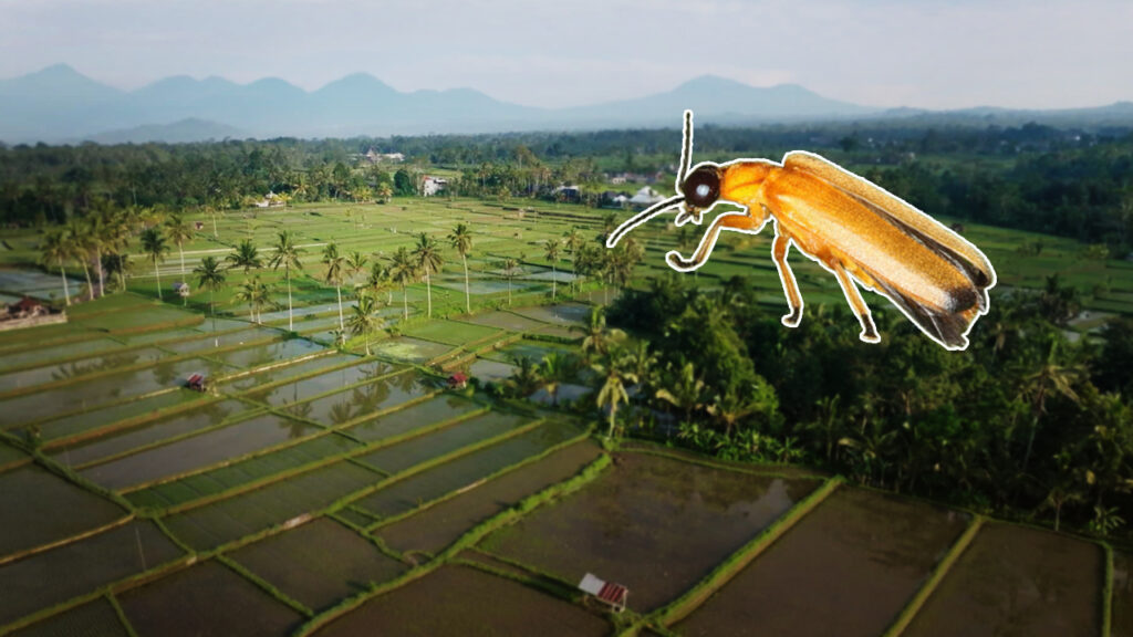 Mongabay_Thumbnail_FireFly_Featured.jpg