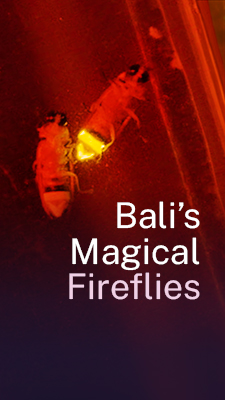 Mongabay_Thumbnail_FireFly_VerticalFeatured.jpg
