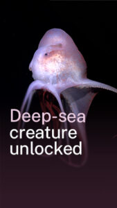 Mongabay_Thumbnail_NewSpecies_Featured.jpg