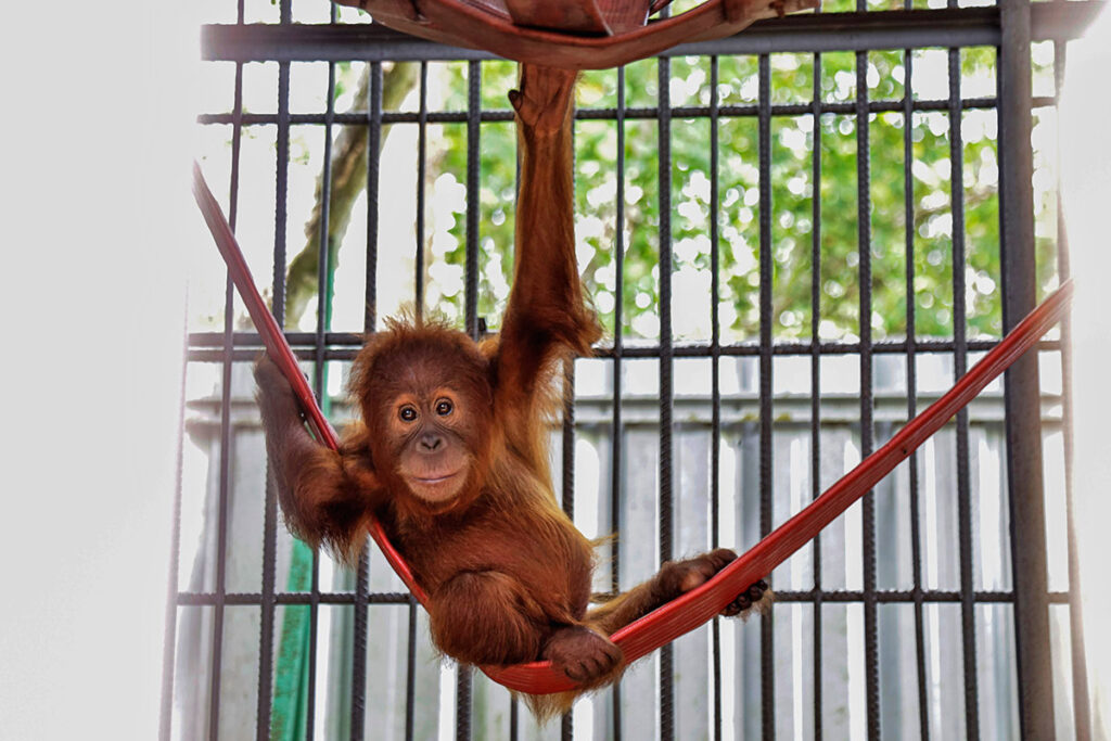 Orangutan-Sumatera-baby-swinging.jpg