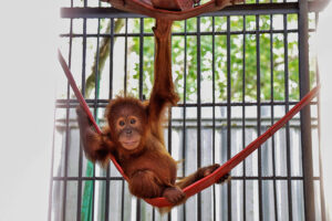 Orangutan-Sumatera-baby-swinging.jpg