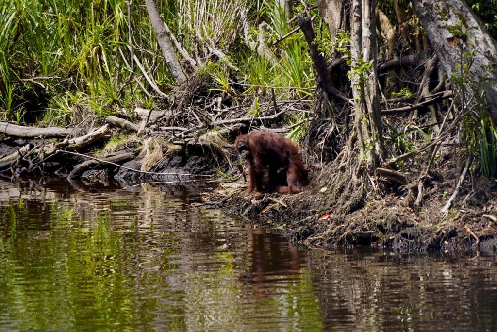 Orangutan-kalimantan.jpg