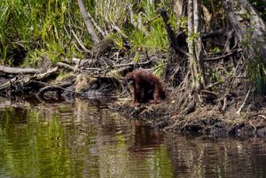 Orangutan-kalimantan.jpg