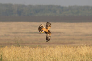 PallidharrierCircus.macrourus_OmskRussia2026_YaroslavBurmatovINaturalistBYNC4.0.jpg
