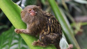 Pygmy_marmoset_Peter_Kerrawn_B.jpg