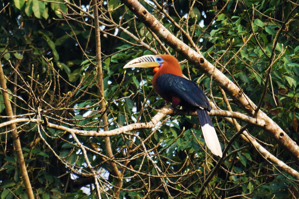Rufous_Necked_Hornbill_Facts_01-1536x1024-1.jpg