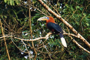 Rufous_Necked_Hornbill_Facts_01-1536x1024-1.jpg