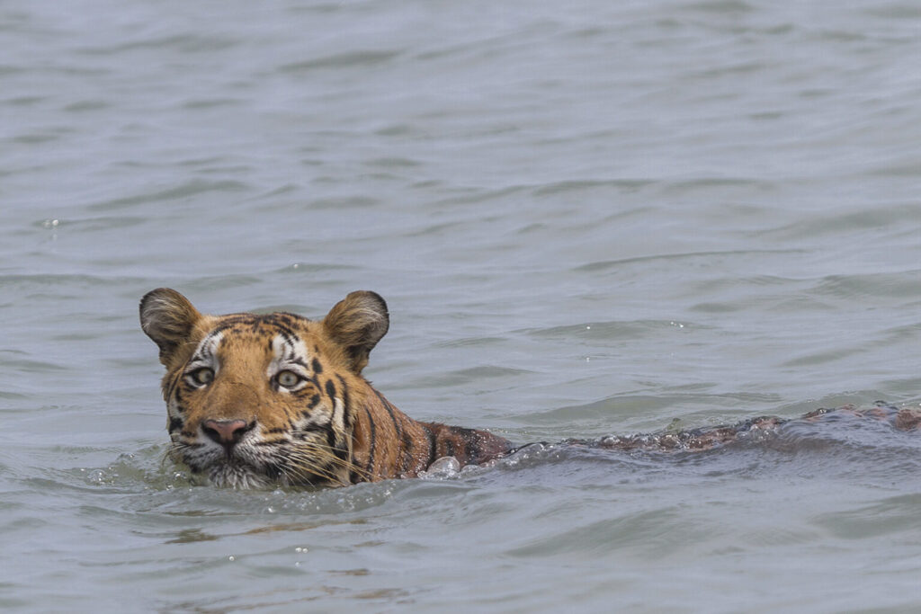 Sundarban_tiger_swimming-e1788444411184.jpg
