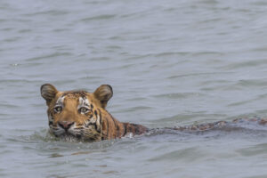Sundarban_tiger_swimming-e1788444411184.jpg
