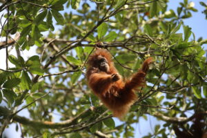 Tapanuli-Orangutan-Pongo-tapanuliensis-by-Safira-Arda.jpeg