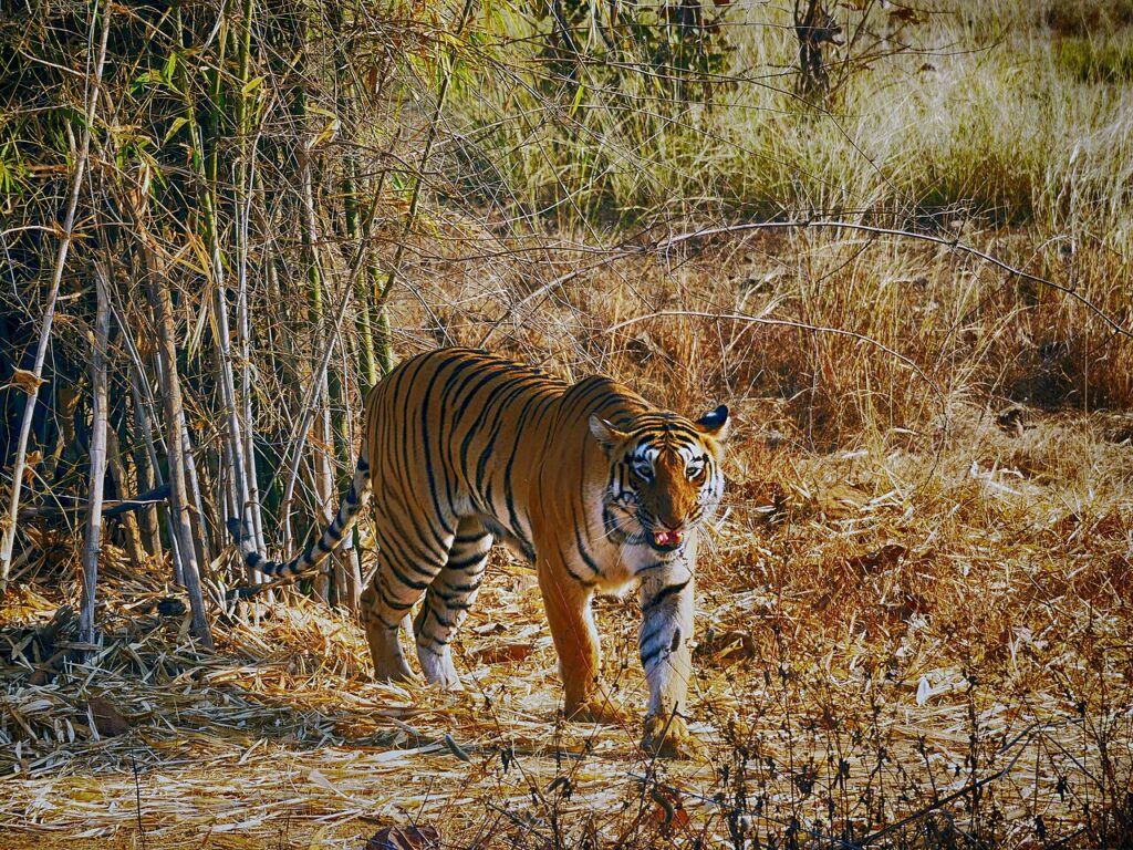 Tara_in_Tadoba_Tiger_Reserve_AJTJ_P1090339.jpg