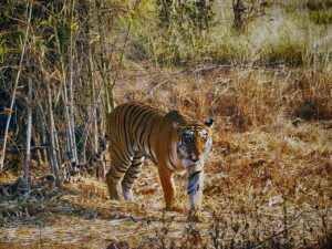 Tara_in_Tadoba_Tiger_Reserve_AJTJ_P1090339.jpg