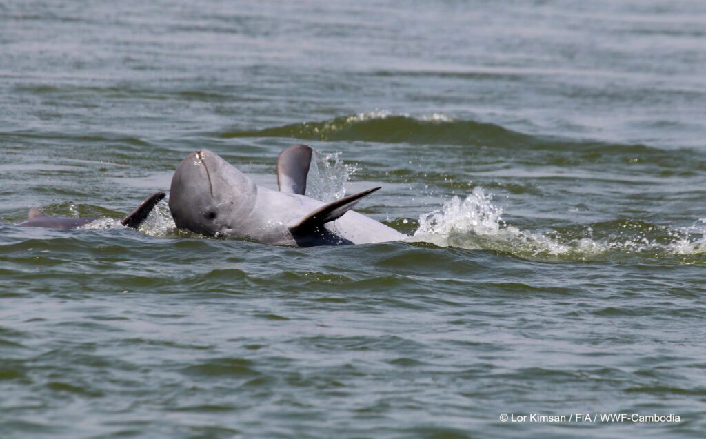 WWF-Cambodia01-dolphin.jpg