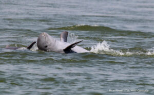WWF-Cambodia01-dolphin.jpg
