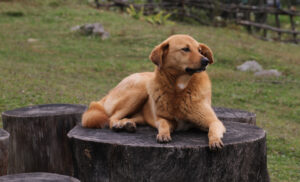 Wangdue_Phodrang-Nobding-10-Kuenphen_Hund-2015-gje-scaled.jpg