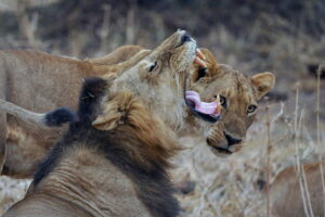 YawningLionPanthera.leo_Julie-LarsenWCS-1200x800.jpg