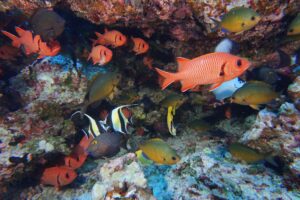 a.-fish-on-reef-24175296337_7fdf5baf6e_o1.jpg