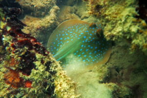 aa.-Bluespotted-ribbontail-ray-Pulau-Hantu-2017-1200x800.jpg
