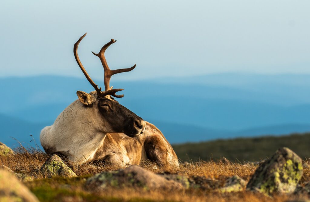 caribou-canada-2.jpg