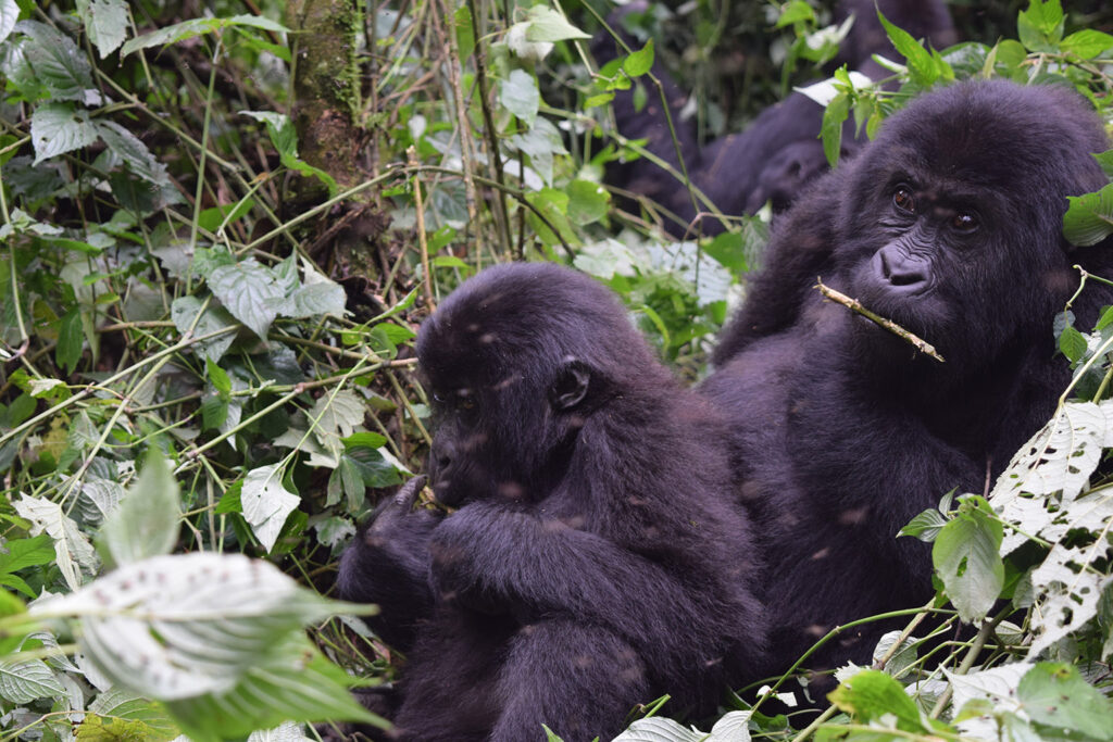 congo_0476.jpg