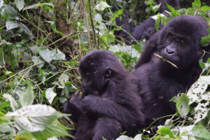congo_0476.jpg