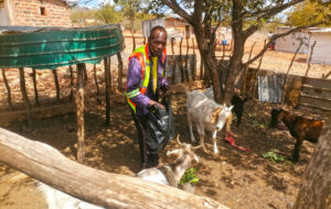 feeding-his-goats.jpg