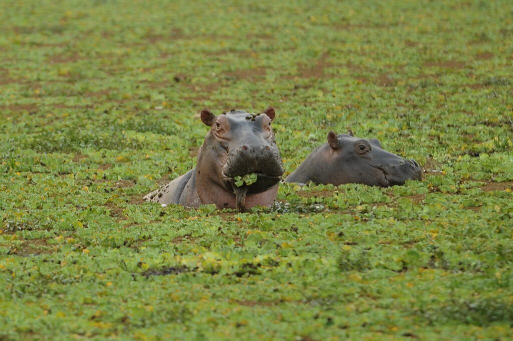 g.-Julie-Larsen_4477_Hippopotamus-in-wild_ZMB_07-11-08.jpg