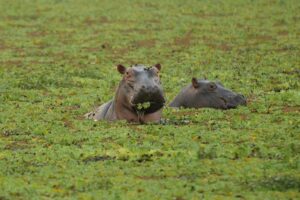 g.-Julie-Larsen_4477_Hippopotamus-in-wild_ZMB_07-11-08.jpg