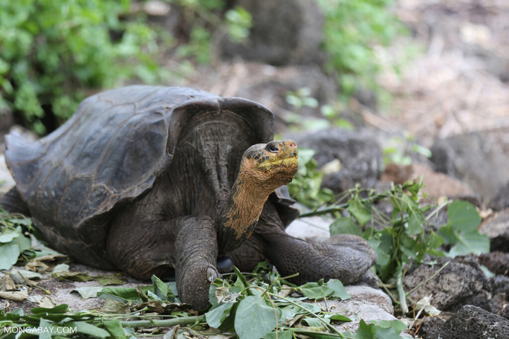 galapagos_akb_17048.jpg