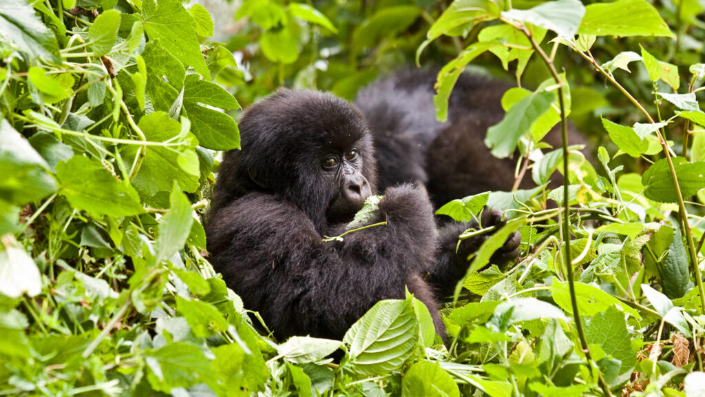 gorilla-uganda-2.jpg