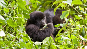 gorilla-uganda-2.jpg