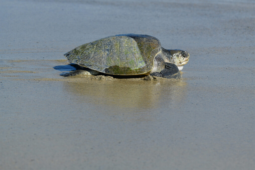 olive-ridley.jpg