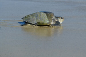 olive-ridley.jpg