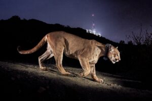 p042_p043_1-HOLLYWOOD-COUGAR_HIRES_SteveWinter_.jpg