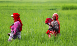 paddy-field.jpg