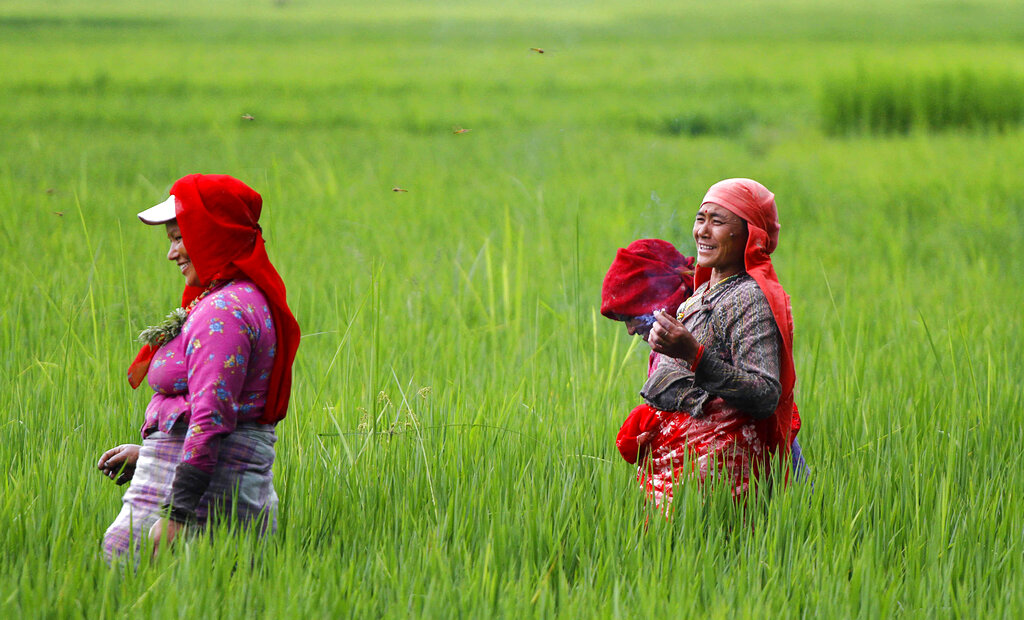 paddy-field.jpg
