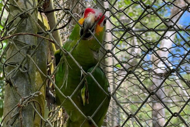 parrot-exotic-pet-trade-768x512.jpeg