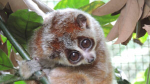pygmy-loris-2460-1384_wideexact_2460.jpg