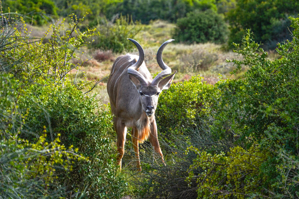 southern-greater-kudu-Tragelaphus-strepsiceros-strepsiceros.jpg