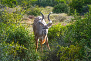 southern-greater-kudu-Tragelaphus-strepsiceros-strepsiceros.jpg