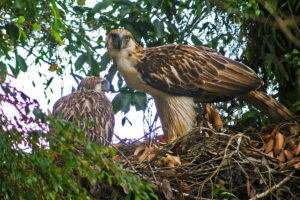 05_Philippine-eagle-of-Barangay-Cabuaya-Mati-City-1200x800.jpg
