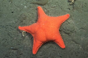 10-Deep-Sea-Sea-Star-Patrick-Star-1200x800.jpg