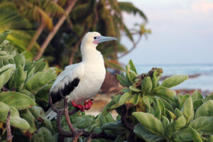3-red-footed-booby_Jon-1.jpg