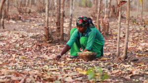 47494613692_42853dfb4e_6k-collecting-mahua.jpg