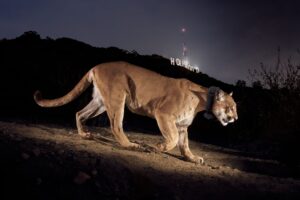 6-BANNER-IMAGE-Hollywood-Cougar-Grey-Large-copy-1.jpg