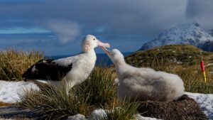 6_B_Wandering_albatrosses_South_Georgia_Jamie_Latimer.jpg