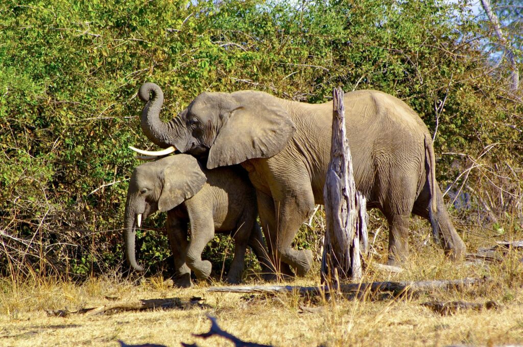African-elephants-Loxodonta-africana-in-Luangwa-Valley-Zambia.jpg